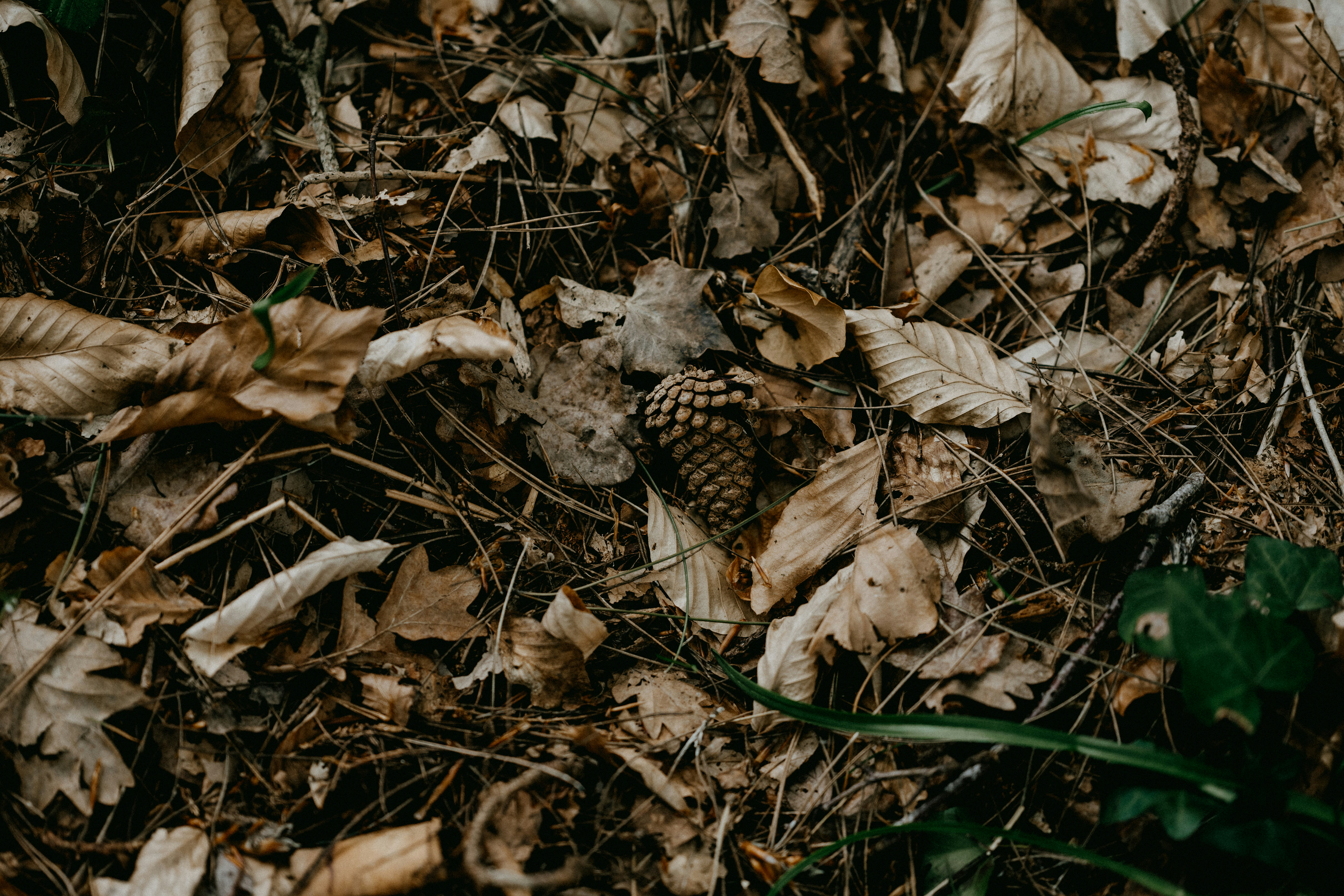 Photo by anniespratt