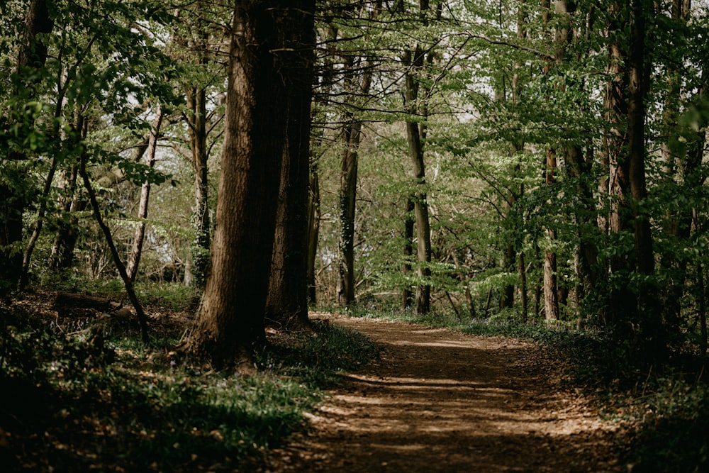 brown trees on brown soil