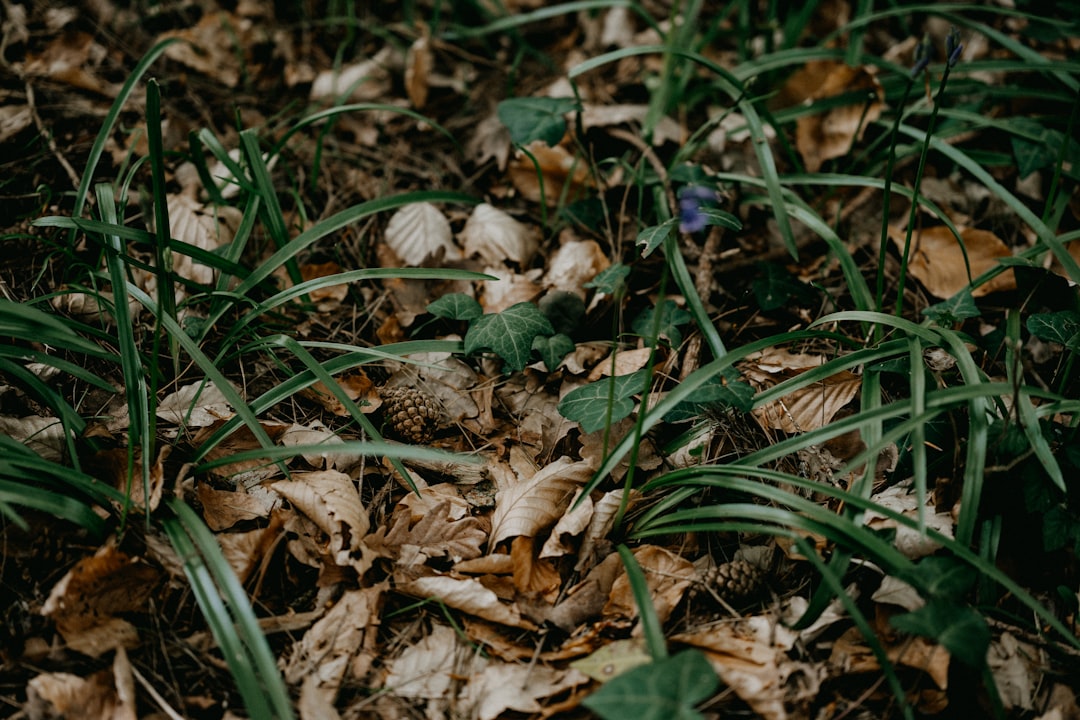 green grass with brown dried leaves