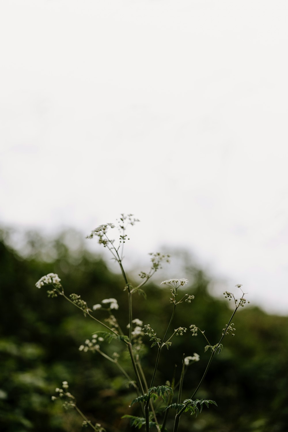 green plant under white sky during daytime