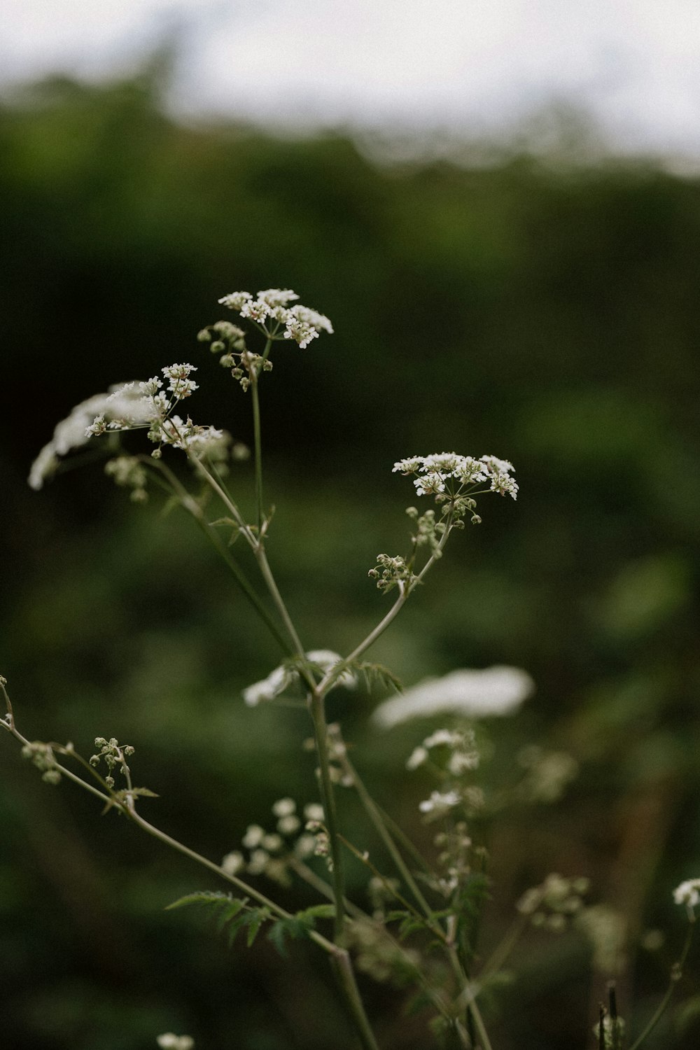 white flower in tilt shift lens