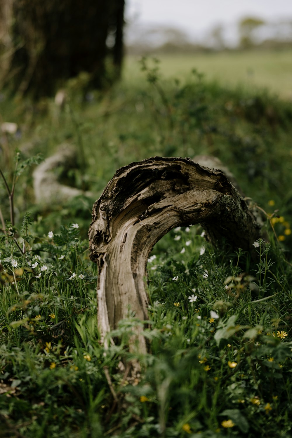 brown tree trunk on green grass during daytime