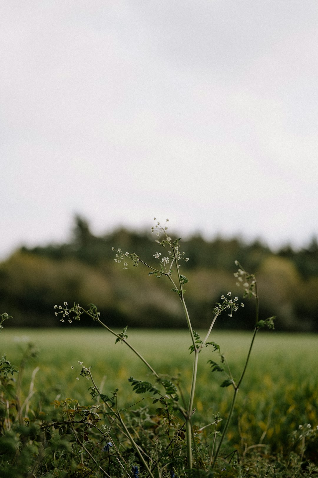 white flower buds in tilt shift lens