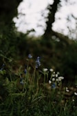 Wildflowers blooming along a winding forest trail under dappled sunlight.