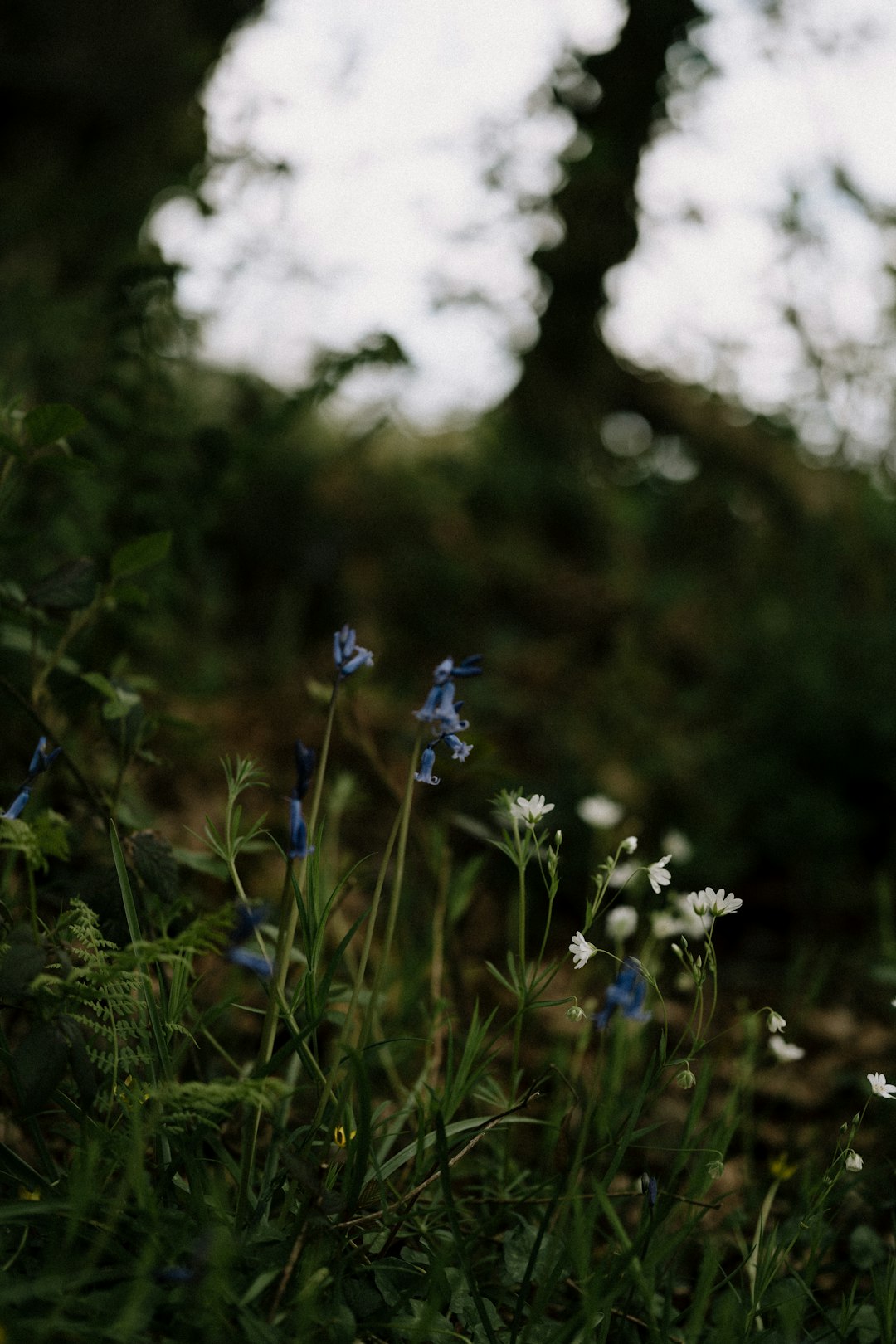 white and blue flowers in tilt shift lens