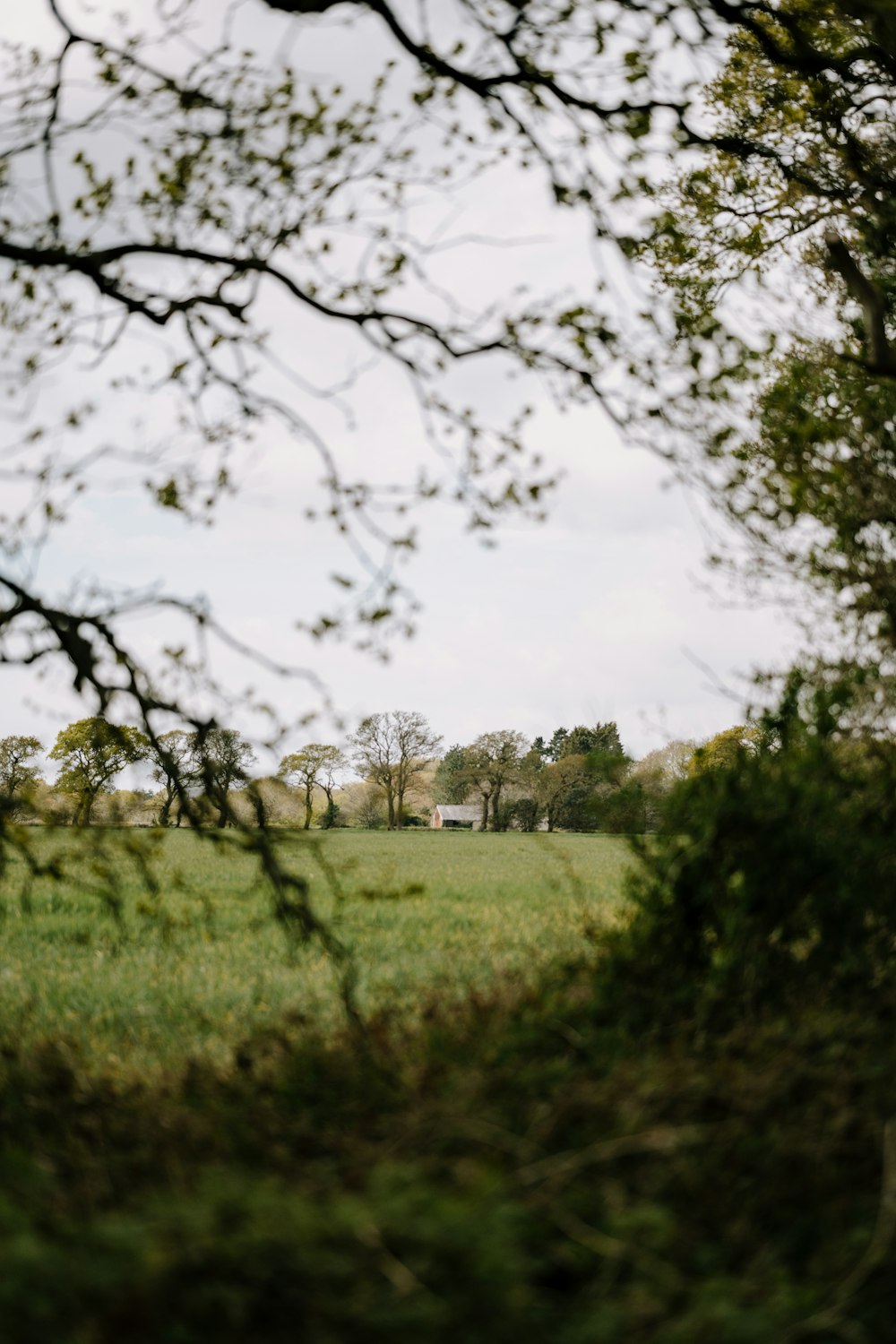 green grass field with trees during daytime