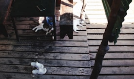 Two cats rest lazily on a wooden deck, partially shaded by a table. A pair of white clogs lies nearby on the wooden planks, and a smartphone is placed on the dark wooden table. A large blue water bottle is also visible beneath the table, adding to the relaxed and casual scene.