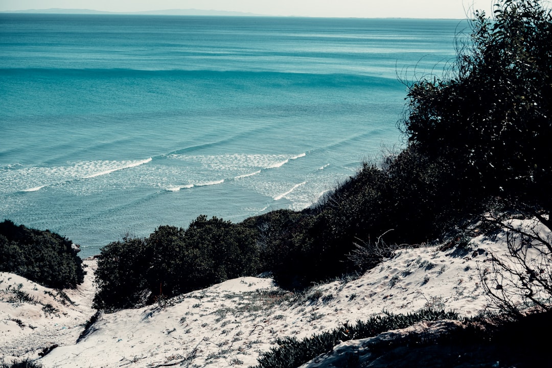 green trees on white sand beach during daytime