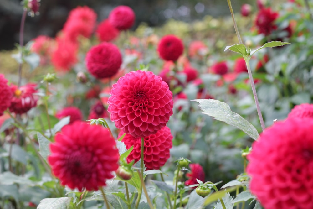 red flowers in tilt shift lens