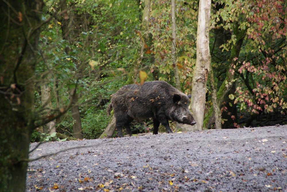 animal noir à 4 pattes sur une route en béton gris pendant la journée