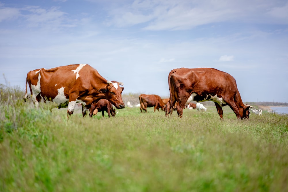 brown and white cow on green grass field during daytime