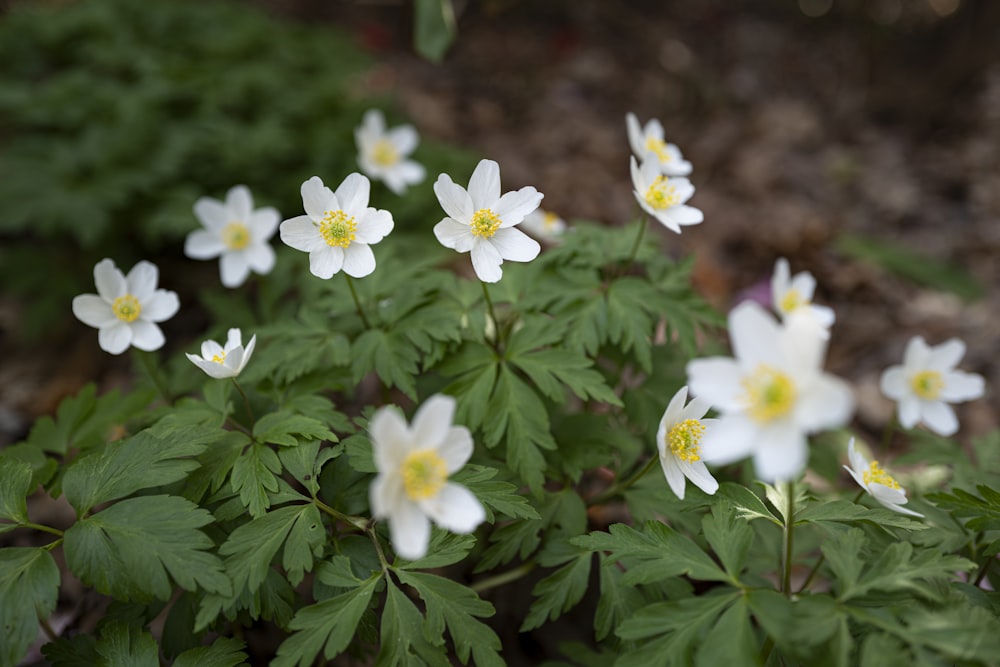 white and yellow flowers with green leaves