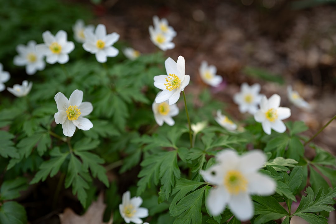 white flowers with green leaves