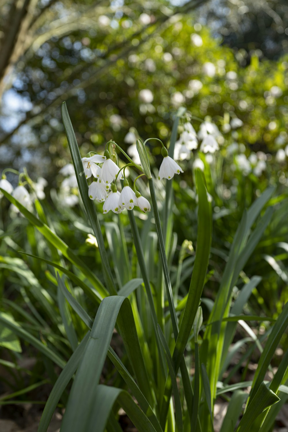 fleurs blanches avec des feuilles vertes