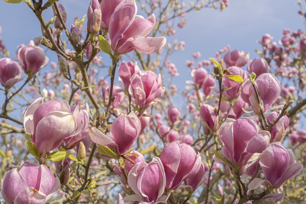 昼間の青空にピンクの花