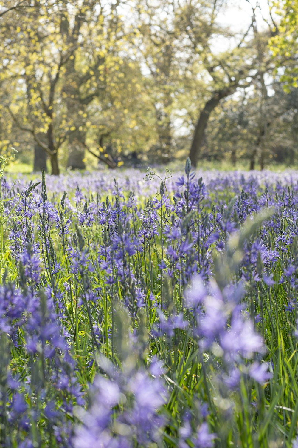 purple flower field during daytime