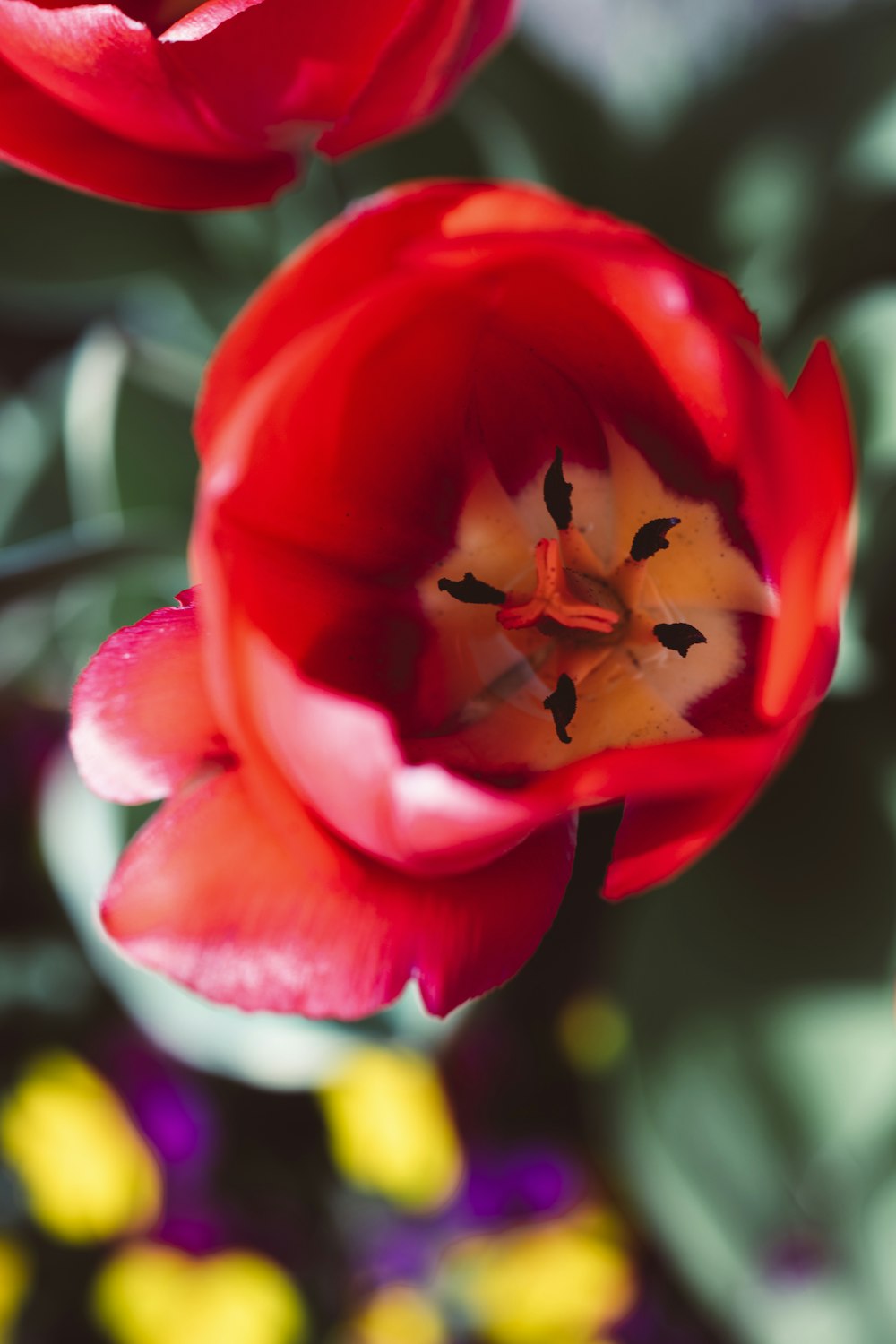 red and white flower in close up photography