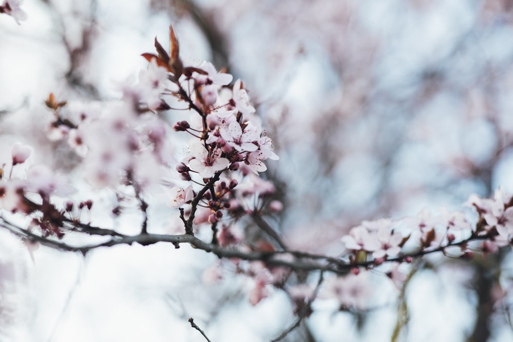 white and pink cherry blossom