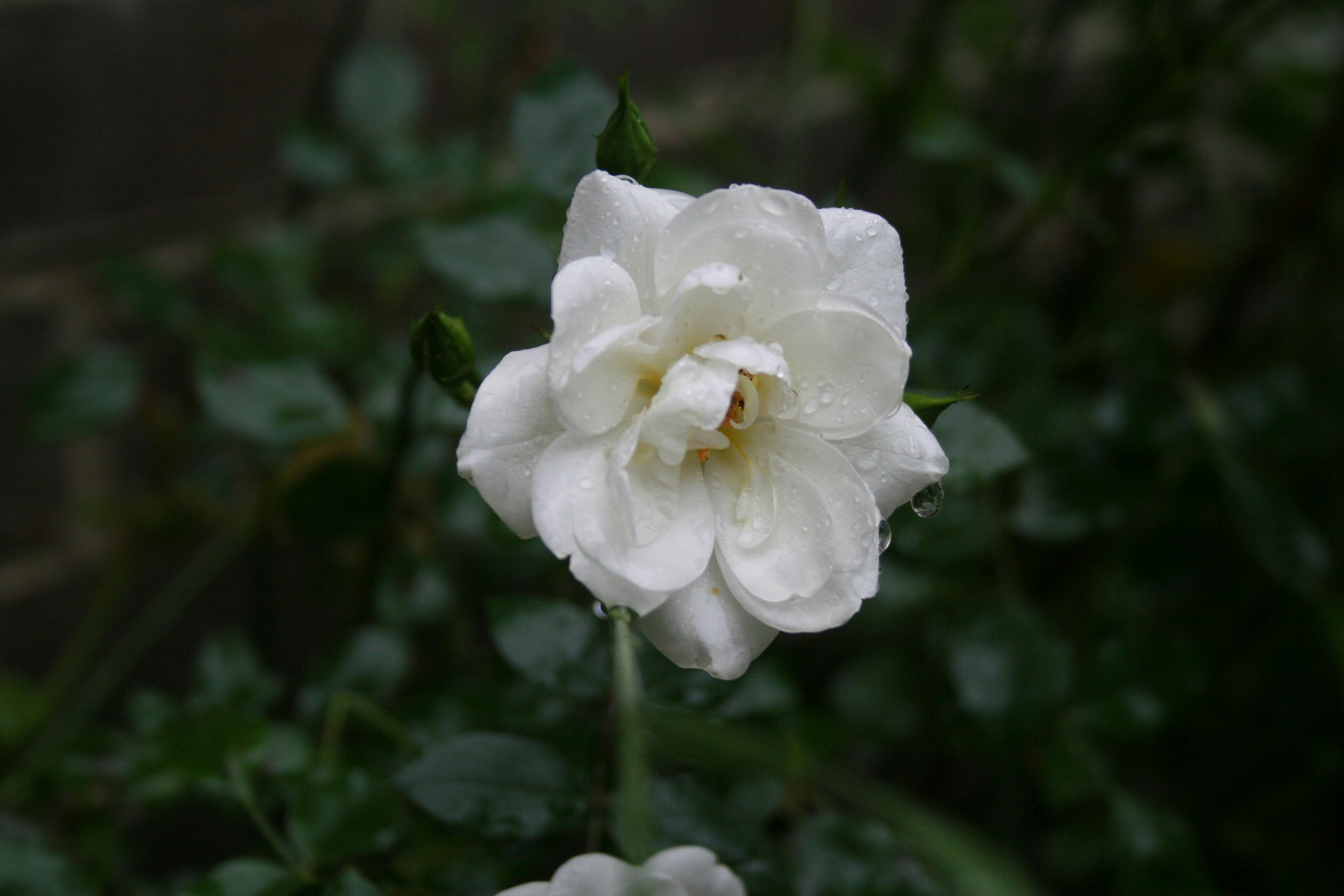 Photo by chloeforder