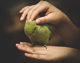 green bird on persons hand