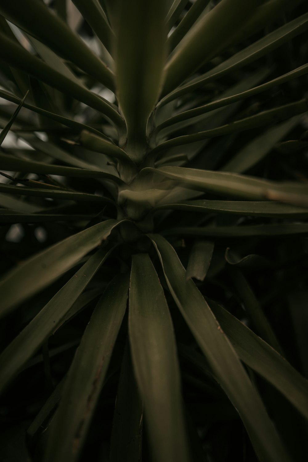 green plant in close up photography