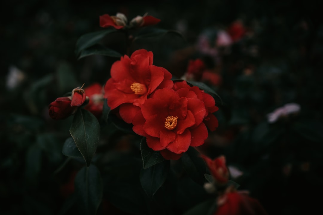 red flower in tilt shift lens