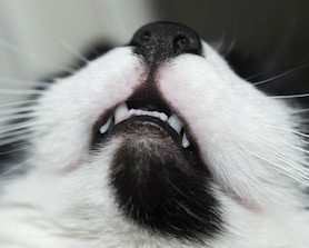 Close-up of a veterinarian administering a vaccine to a small cat.