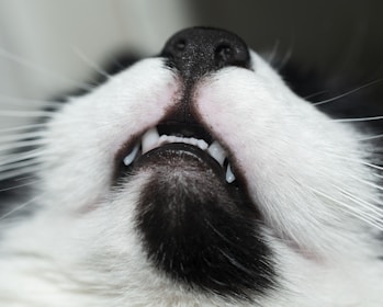 Close-up of a veterinarian administering a vaccine to a small cat.