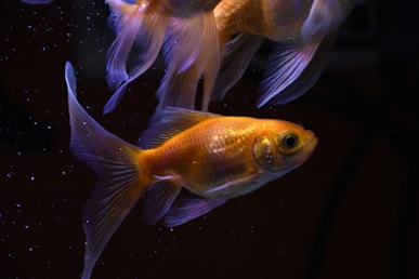 orange and white koi fish