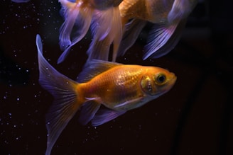 orange and white koi fish