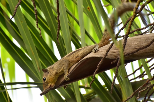 A small squirrel-like animal is perched on a large palm frond, surrounded by green foliage. The creature is clinging to the leaf with its claws, appearing alert. The background is filled with vibrant green leaves and brown branches, creating a lush forest ambiance.