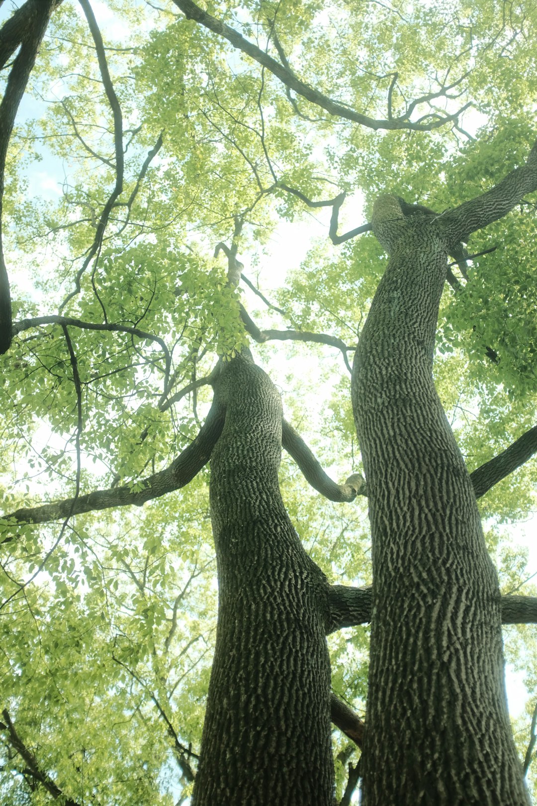 green tree with green leaves during daytime