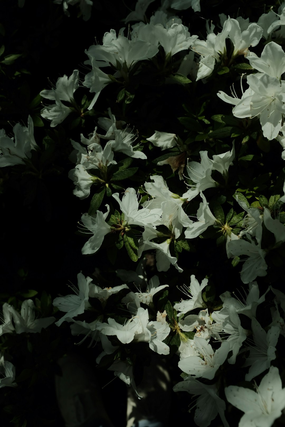 white flowers with green leaves
