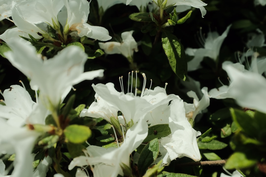 white flower with green leaves