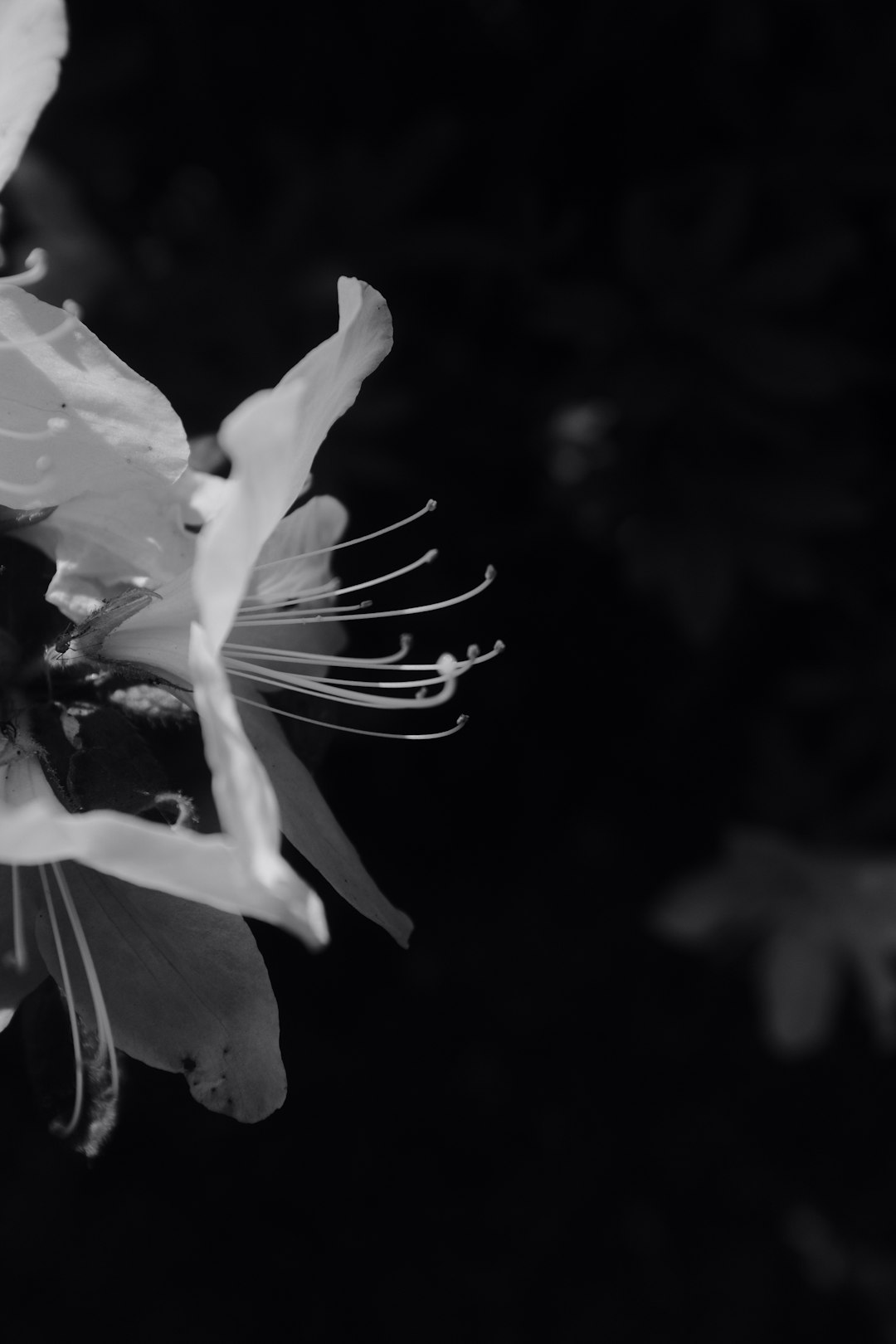 white flower in grayscale photography