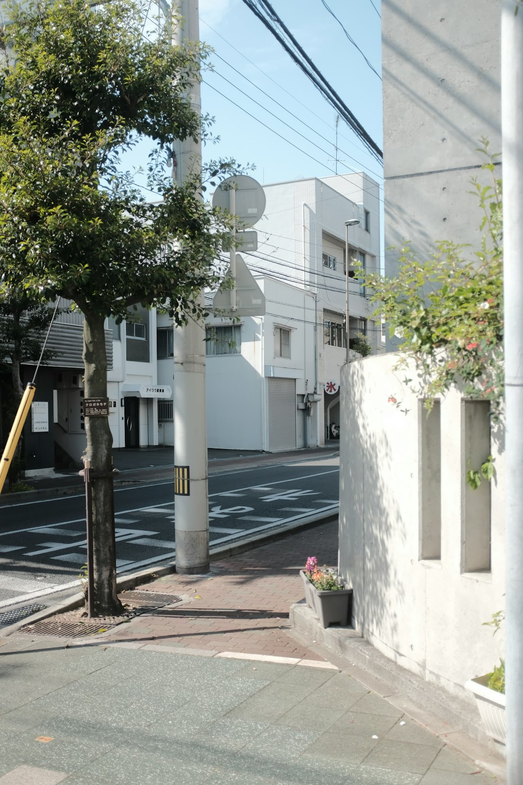 green tree beside white concrete building