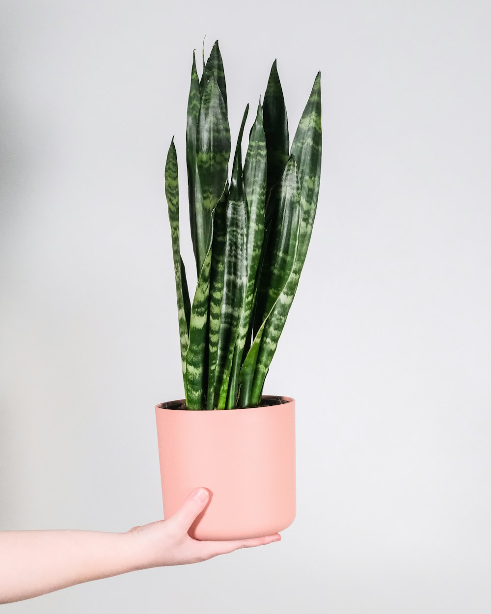 green plant on pink pot