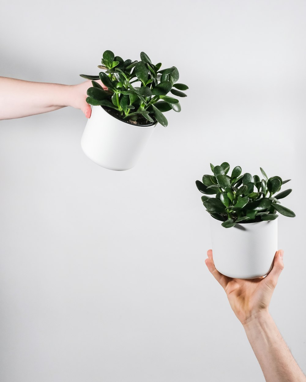 person holding green plant in white pot