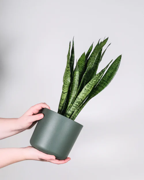 Snake plant