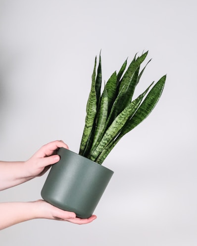 person holding green potted plant