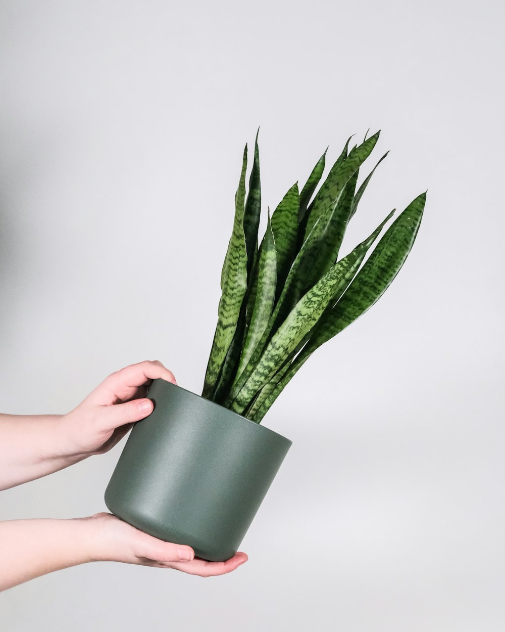 person holding green potted plant