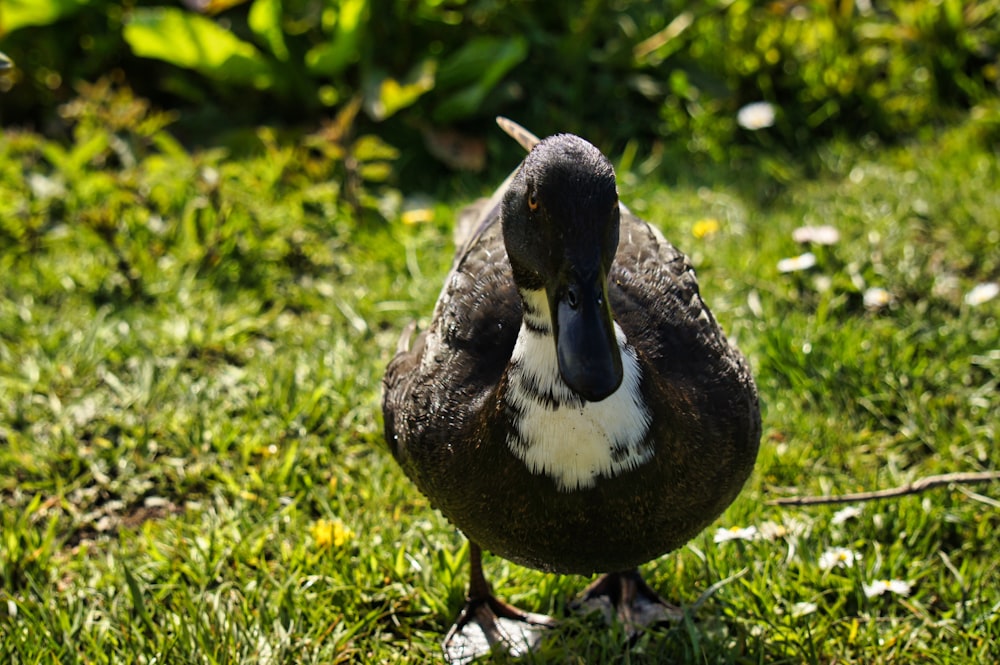 black and white duck on green grass during daytime