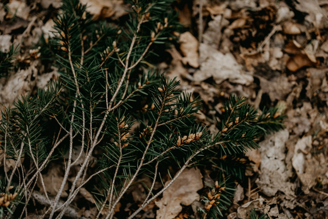 green plant on brown soil