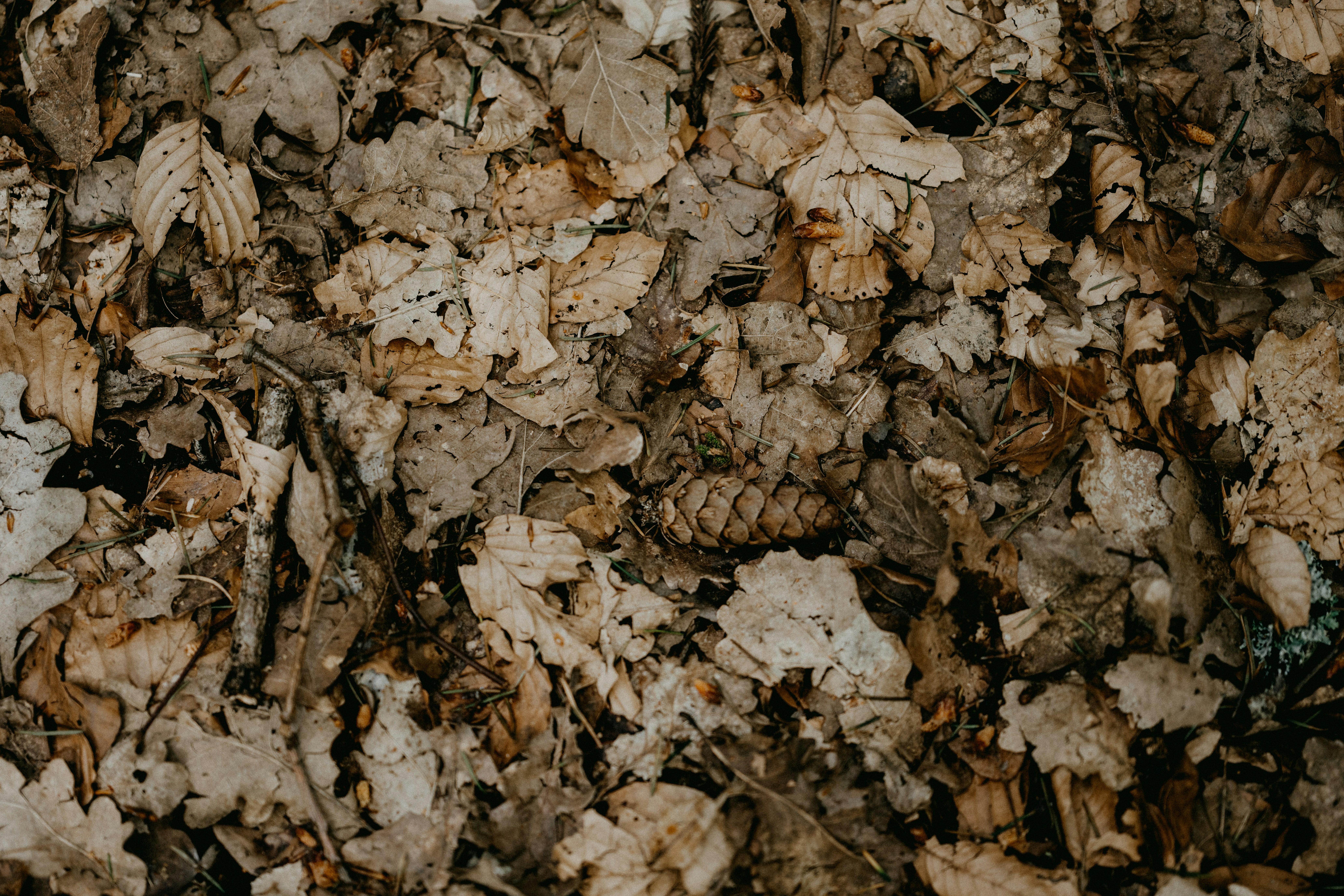 Photo by anniespratt