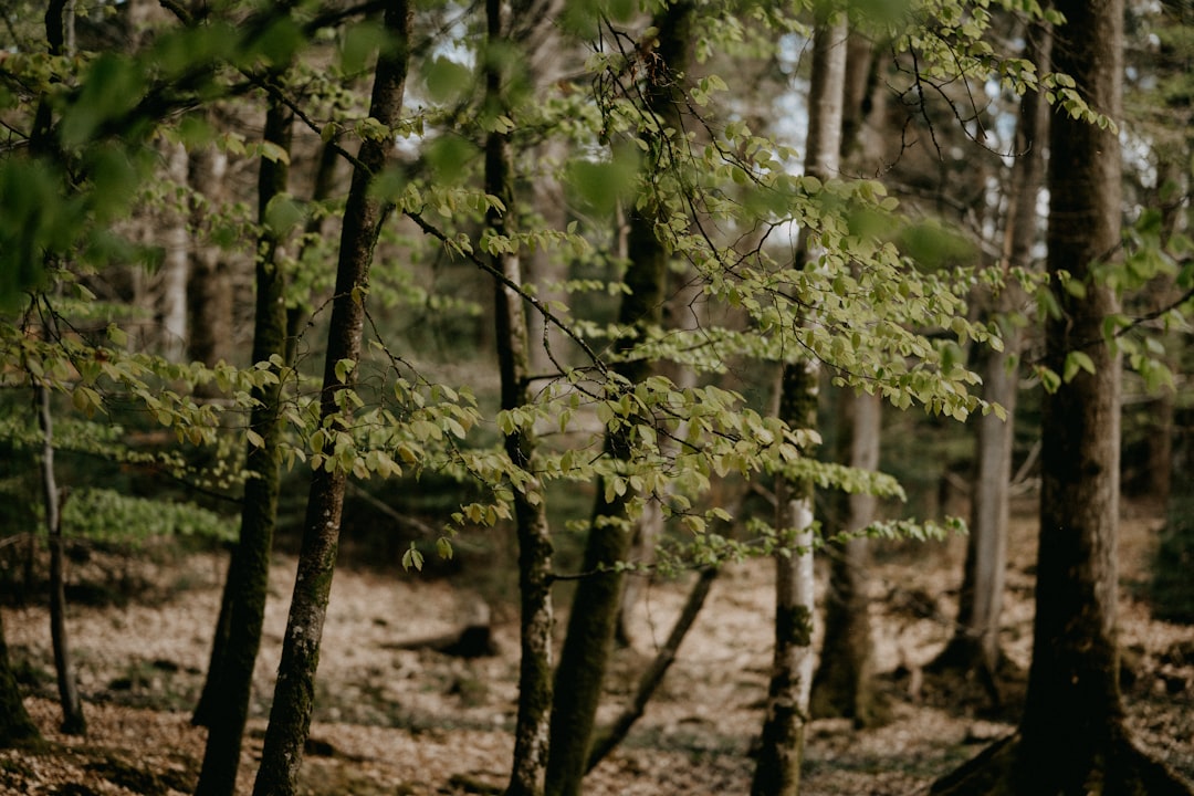 green trees in forest during daytime