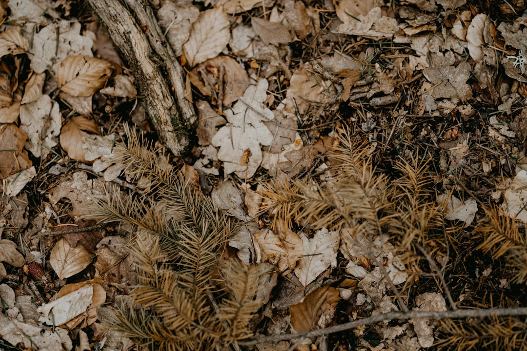 white and brown dried leaves on ground