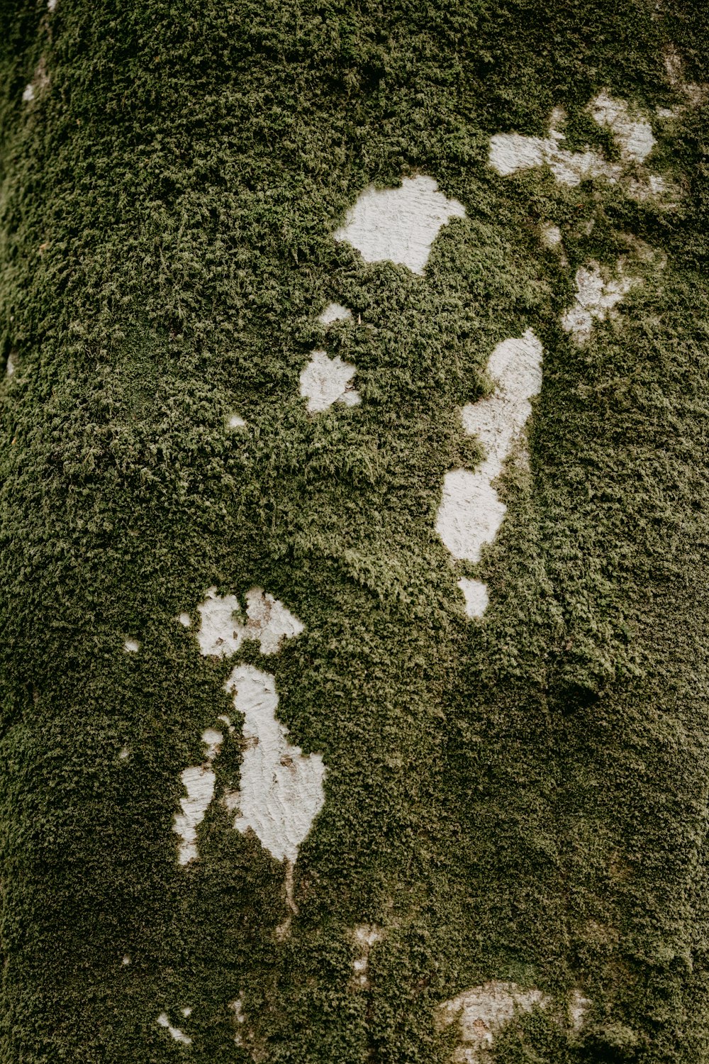 white snow on green grass