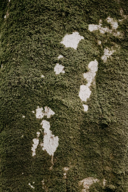 Nature Inspired Rug