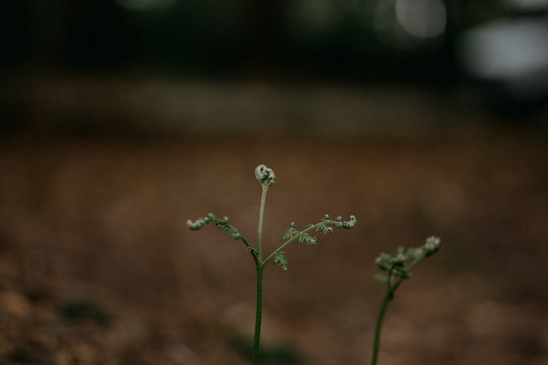 white flower with green stem