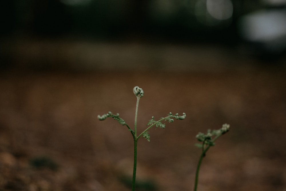 white flower with green stem